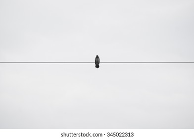 crow