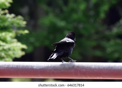 crow