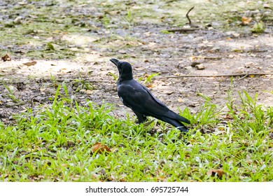 Crow