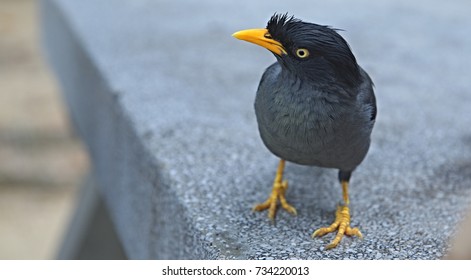 Crow