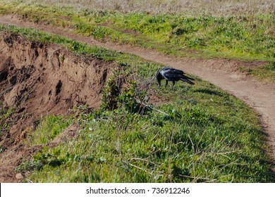Crow