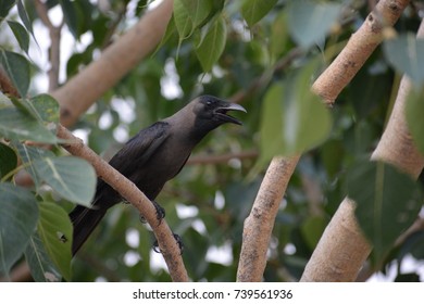 crow