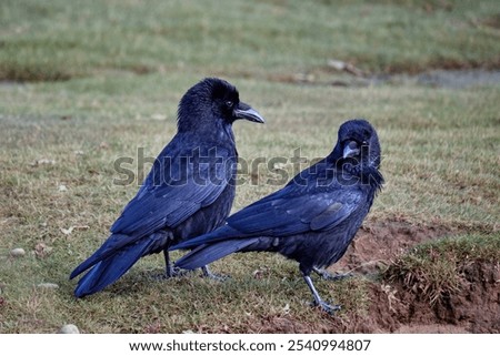 The carrion crow, a passerine bird of the family Corvidae