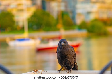 Crow Against A Soft Focus City Background