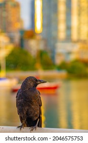 Crow Against A Soft Focus City Background