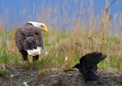 Crow Attempting To Steal Bald Eagles Fish, In Homer Alaska USA