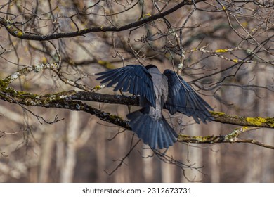 Crow from behind, wings spread, in a leafless tree