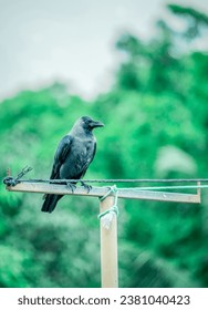 Crow, bird, black, Kerala bird, Kaakka, kauva, naadan kaaka, 