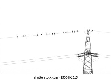 Crow birds on wire of high voltage electric tower isolated on white. Electricity, electric power, overhead power line and technology concepts. - Powered by Shutterstock