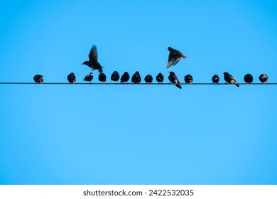 Crow birds on wire of high voltage electric tower isolated on white. Electricity, electric power, overhead power line and technology concepts. - Powered by Shutterstock