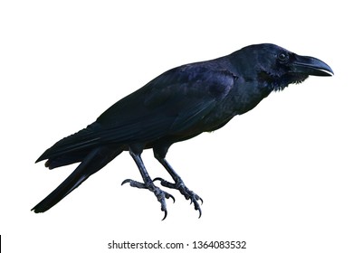 Raven Bird Isolate On White Background Stock Photo (Edit Now) 125891123