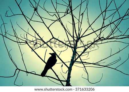 Similar – Foto Bild Meisenwinter (bunt) Vogel