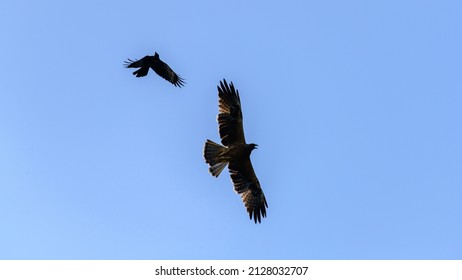 3,829 Crow fight Images, Stock Photos & Vectors | Shutterstock