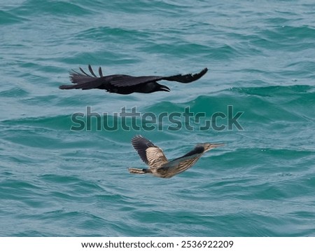 A crow chasing a yellow bittern above the sea