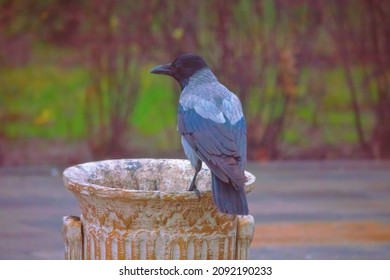 A crow checks the trash bin for food. Hooded crow (Corvus cornix) as freeloader, parasite of humankind. High ecological valence