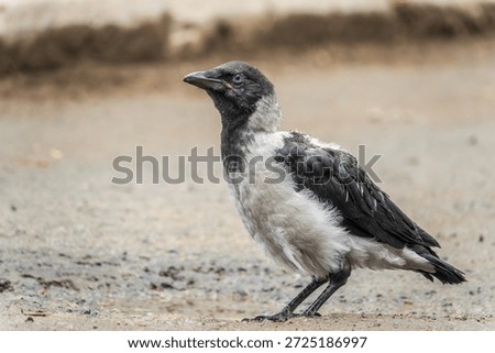 A crow chick, a small crow has fallen out of its nest and is sitting scared on a branch near the ground. A crow chick sitting and waiting for a parent on a branch.