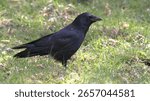 Crow close-up while walking in the grass