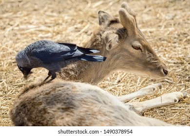 Crow Collects Wool for a Nest from the Dorsum of a Deer 