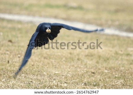 A crow (Corvus corone) has got hold of a tree nut and brings the nut flying to safety.