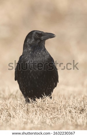 A crow (Corvus corone) sits on brown grass and looks to the side