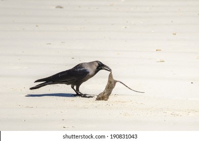 Crow with a dead rat on the beach on Zanzibar, Tanzania