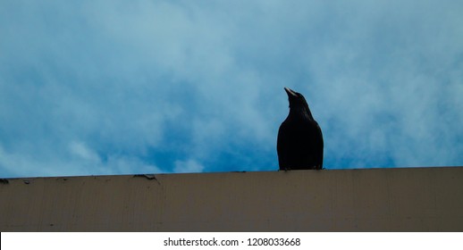 crow from down below