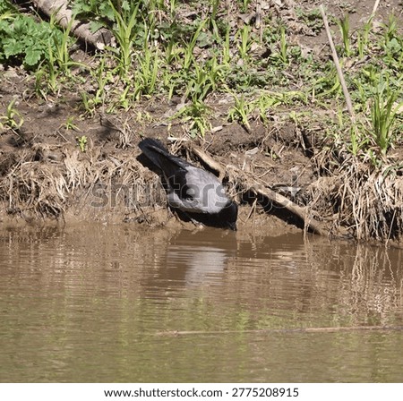 A crow drinks water from a river while standing on the bank