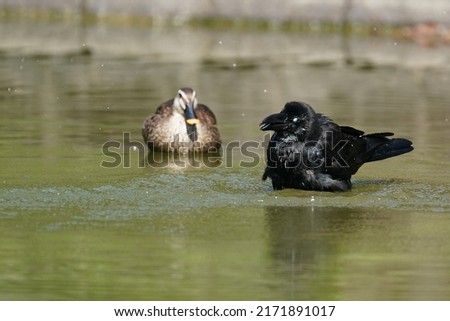 crow and duck in a pond