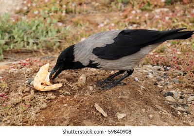 crow eating bread on the ground