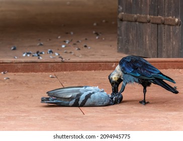 A crow eating a dead pigeon