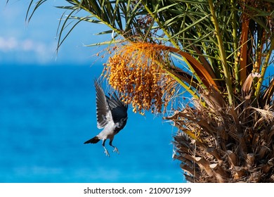 Crow eating the fruits of a palm tree with blue sea in the background