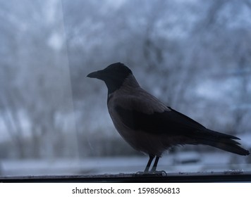 Crow Eating Outside The Window In WinterюCrow Eating Outside The Window In Winter