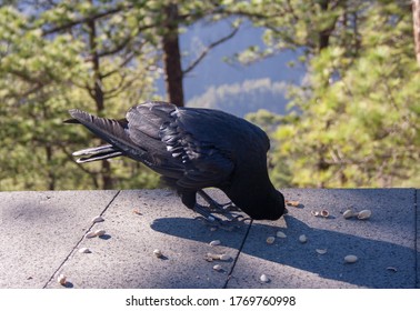 A Crow eating some nuts. La Palma. Canary Islands.