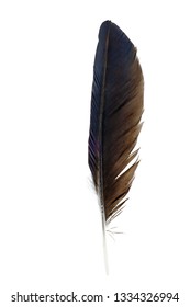 Crow feather isolated on a white background - Shutterstock ID 1334326994