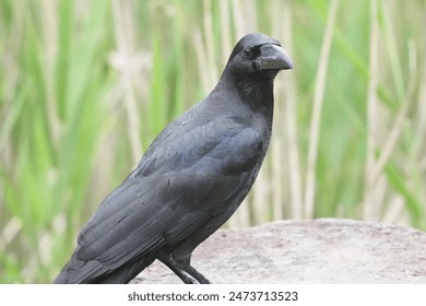 crow is in a field