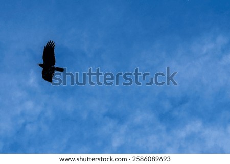 A crow flying among wispy clouds and a blue sky. 