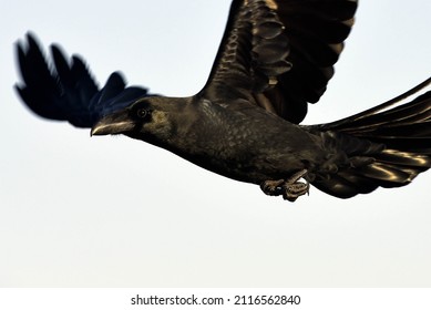 A Crow Flying. Close Up Shot. 