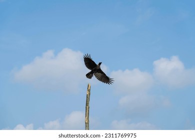 crow flying on against blue sky - Shutterstock ID 2311769975
