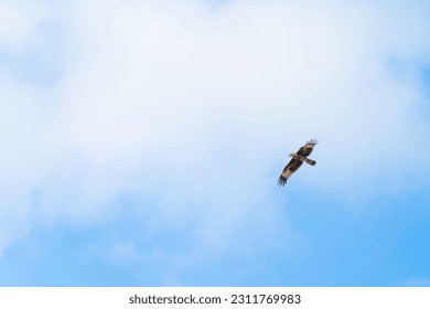 crow flying on against blue sky - Shutterstock ID 2311769983