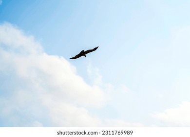 crow flying on against blue sky - Shutterstock ID 2311769989