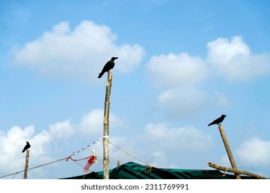 crow flying on against blue sky - Shutterstock ID 2311769991