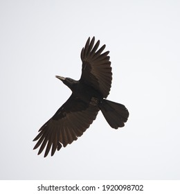 crow flying in the sky