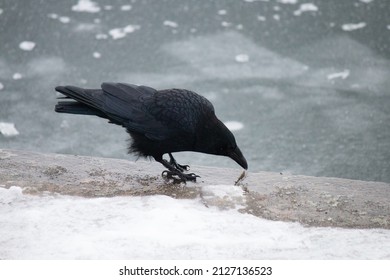 a crow flys and eats on a frozen lake