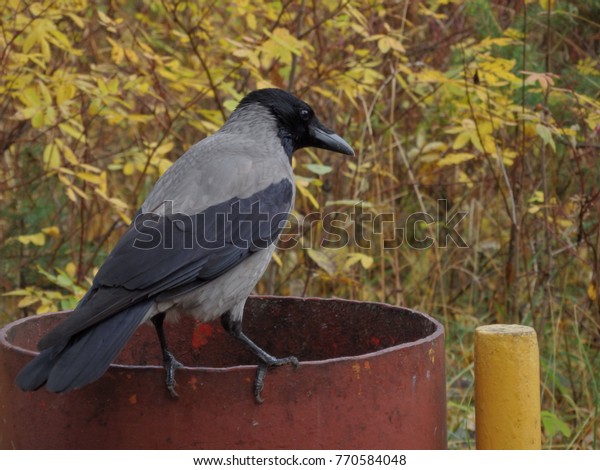 Crow Forest Stock Photo Edit Now Crow Forest Stock Photo Edit Now