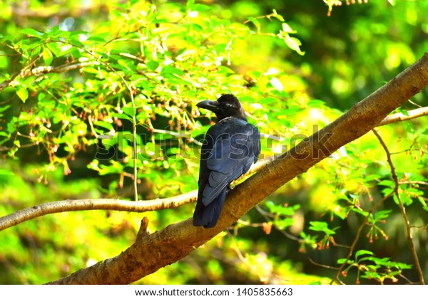 Crow Forest A Crow Perching On Stock Photo Edit Now Crow Forest A Crow Perching On Stock Photo Edit Now