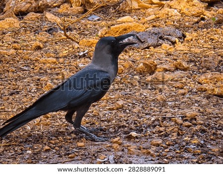 Crow getting away from Murder