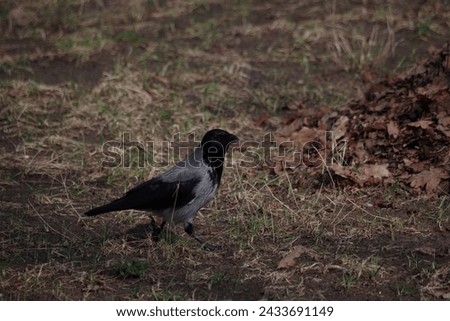 crow
gray corvid birds walk in the park