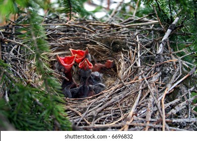 crow hatchlings waiting for their mother
