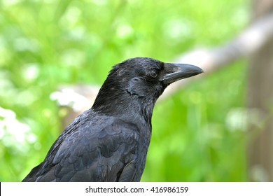 Crow, Head