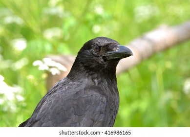 Crow, Head